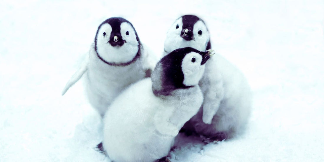 10 Fun Facts About Penguins You Didn’t Know!